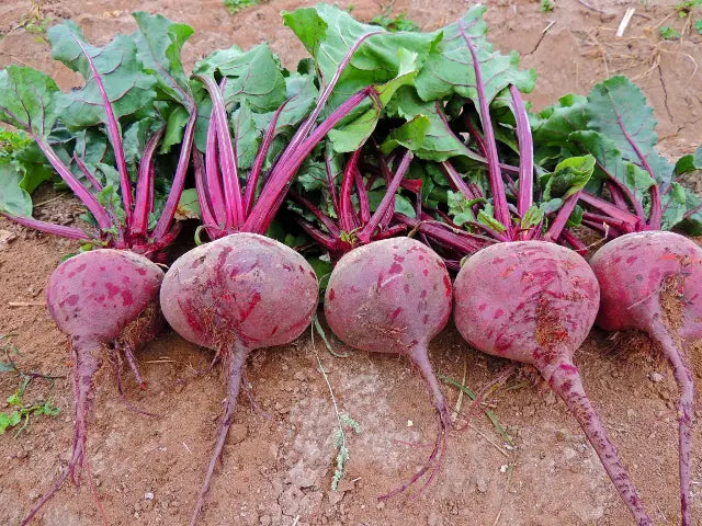 Red Beet