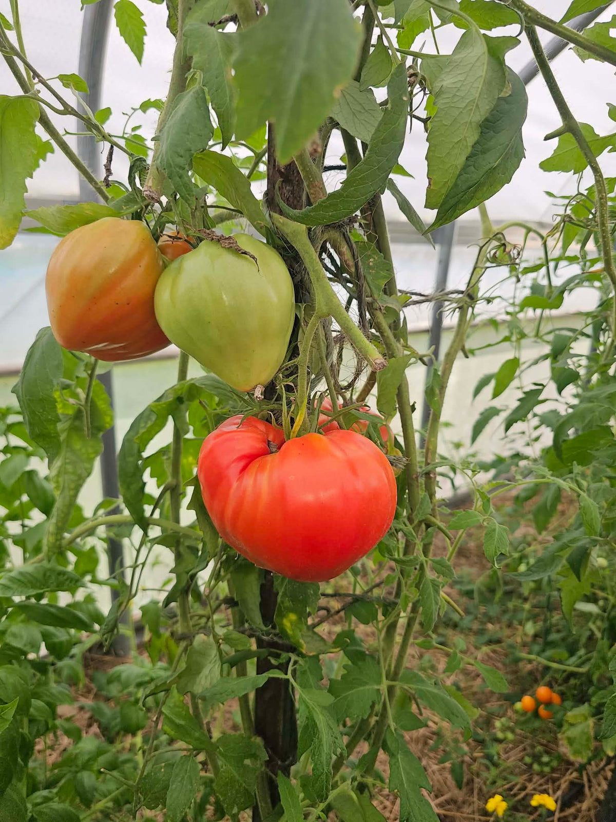 Oxheart Tomatoes