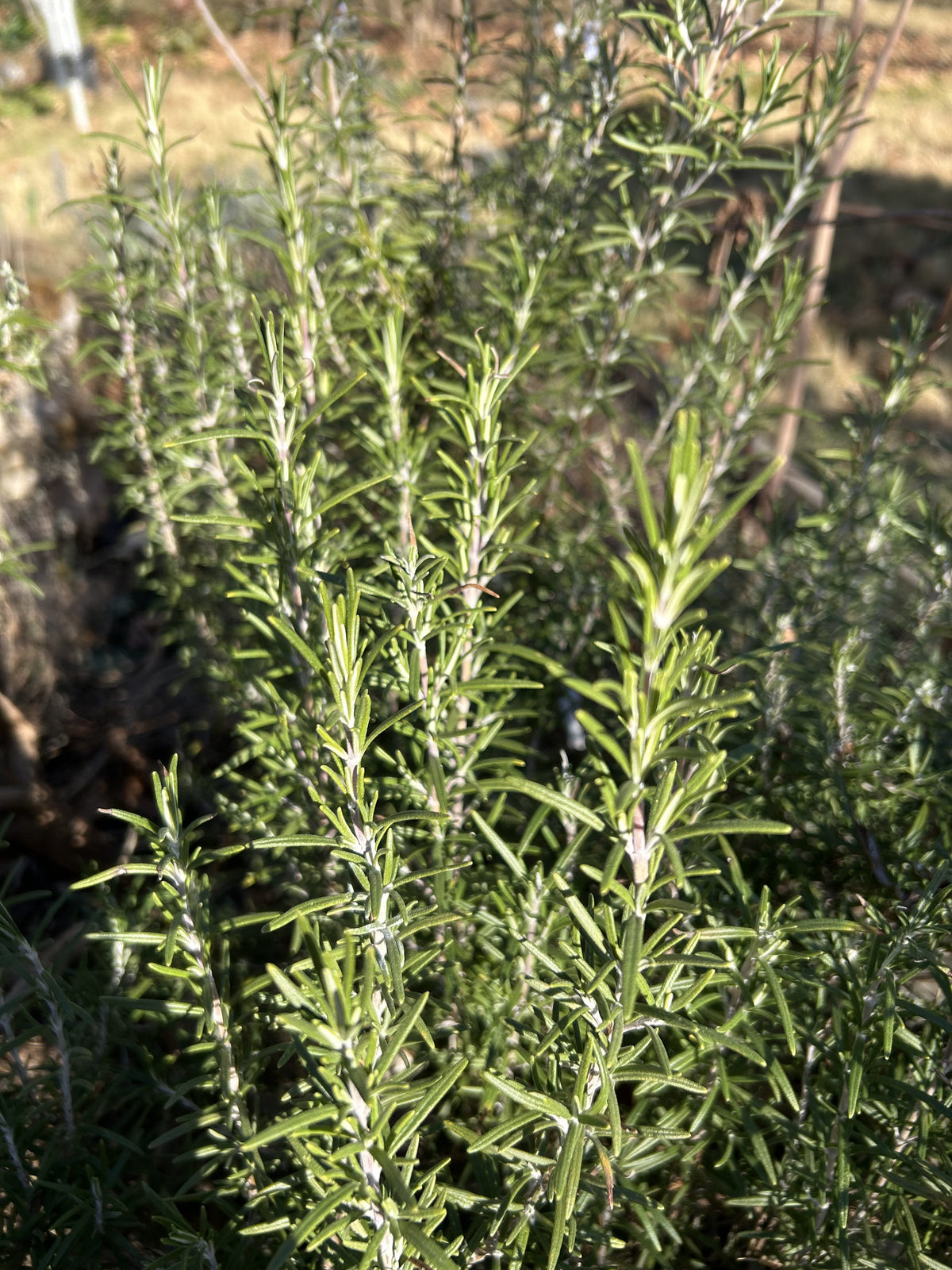 Rosemary