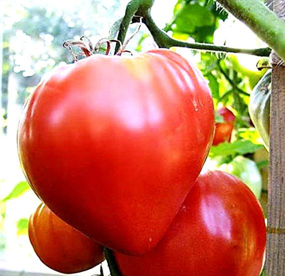 Oxheart Tomatoes