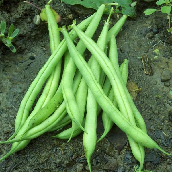 Provider Green Beans