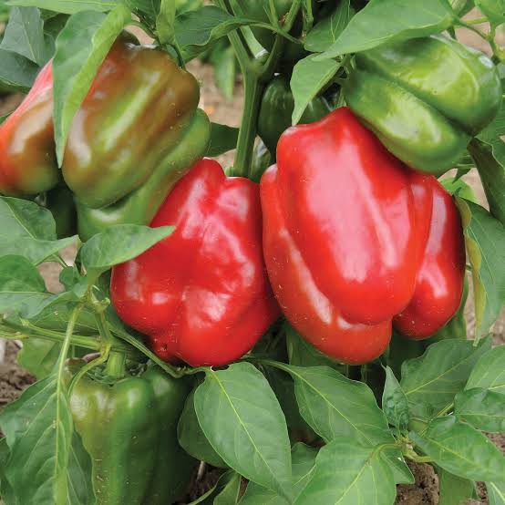Staddon Select Peppers