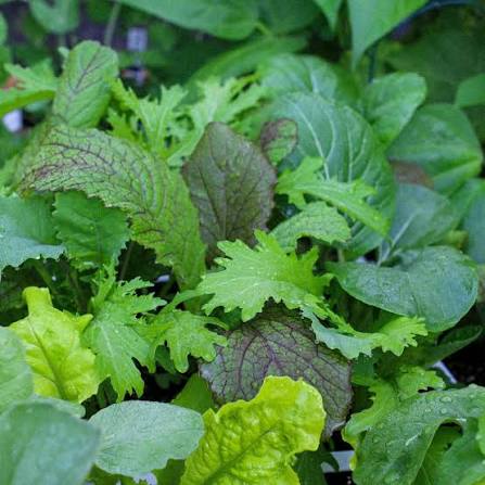 Asian Mix Lettuce