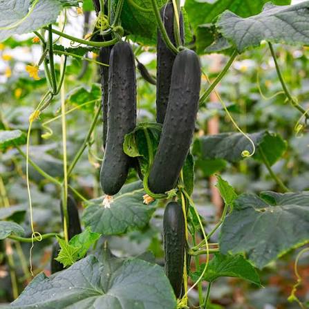 Marketmore Cucumbers