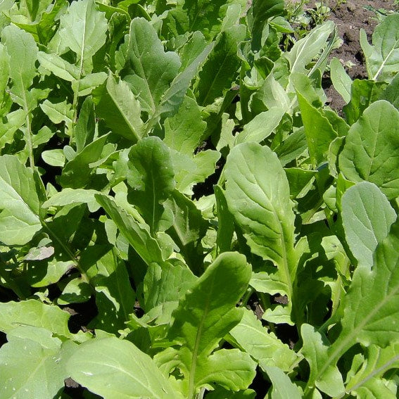Arugula