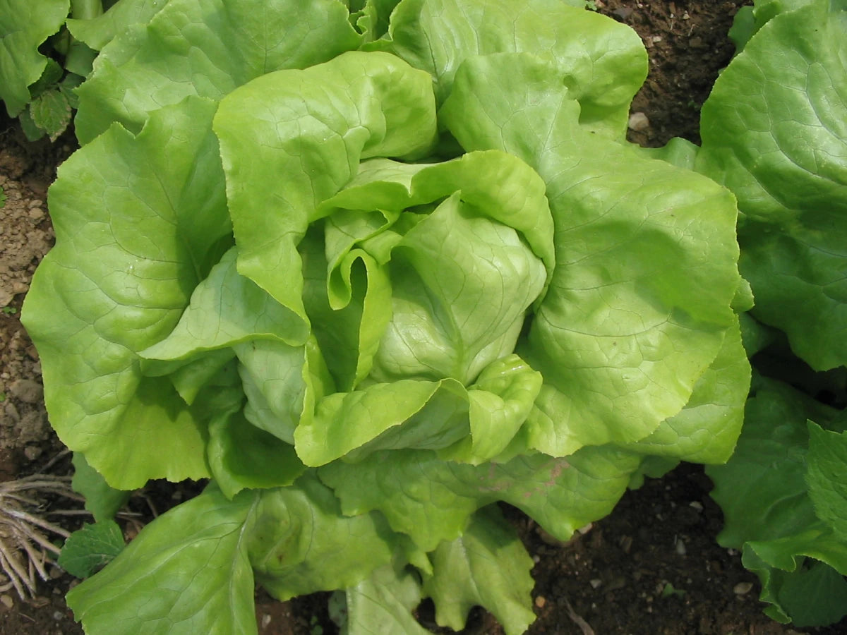 Nancy Lettuce