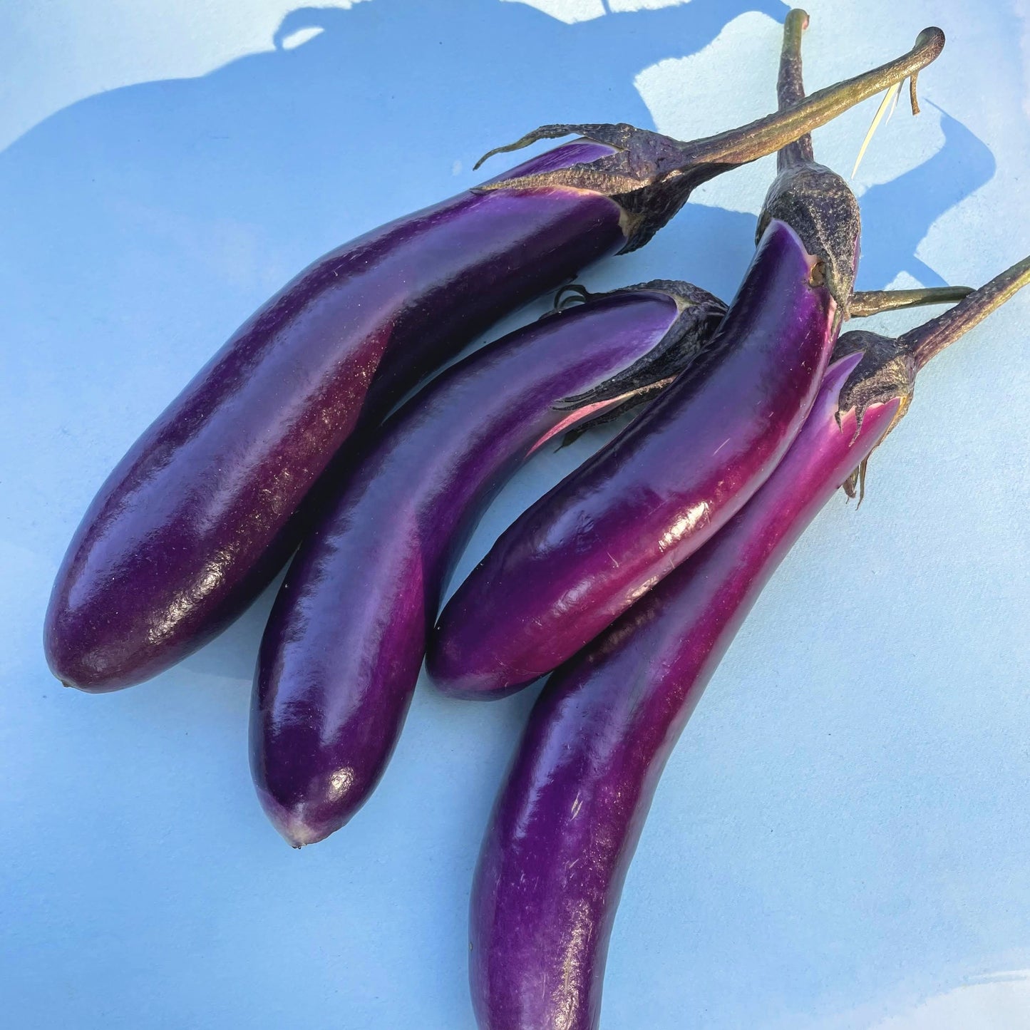Eggplant