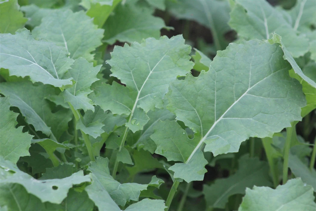 Kale