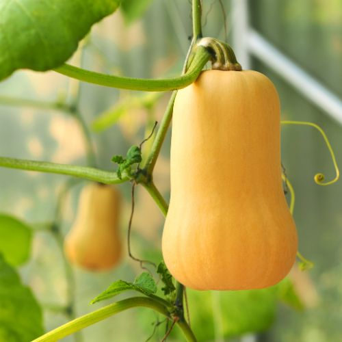 Yellow Squash