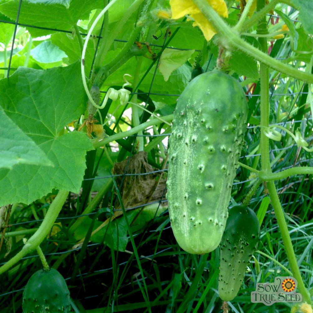 Boston Pickler Cucumbers
