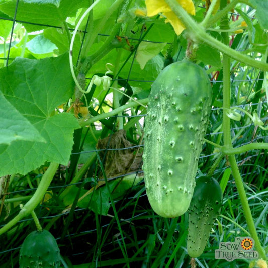 Boston Pickler Cucumbers