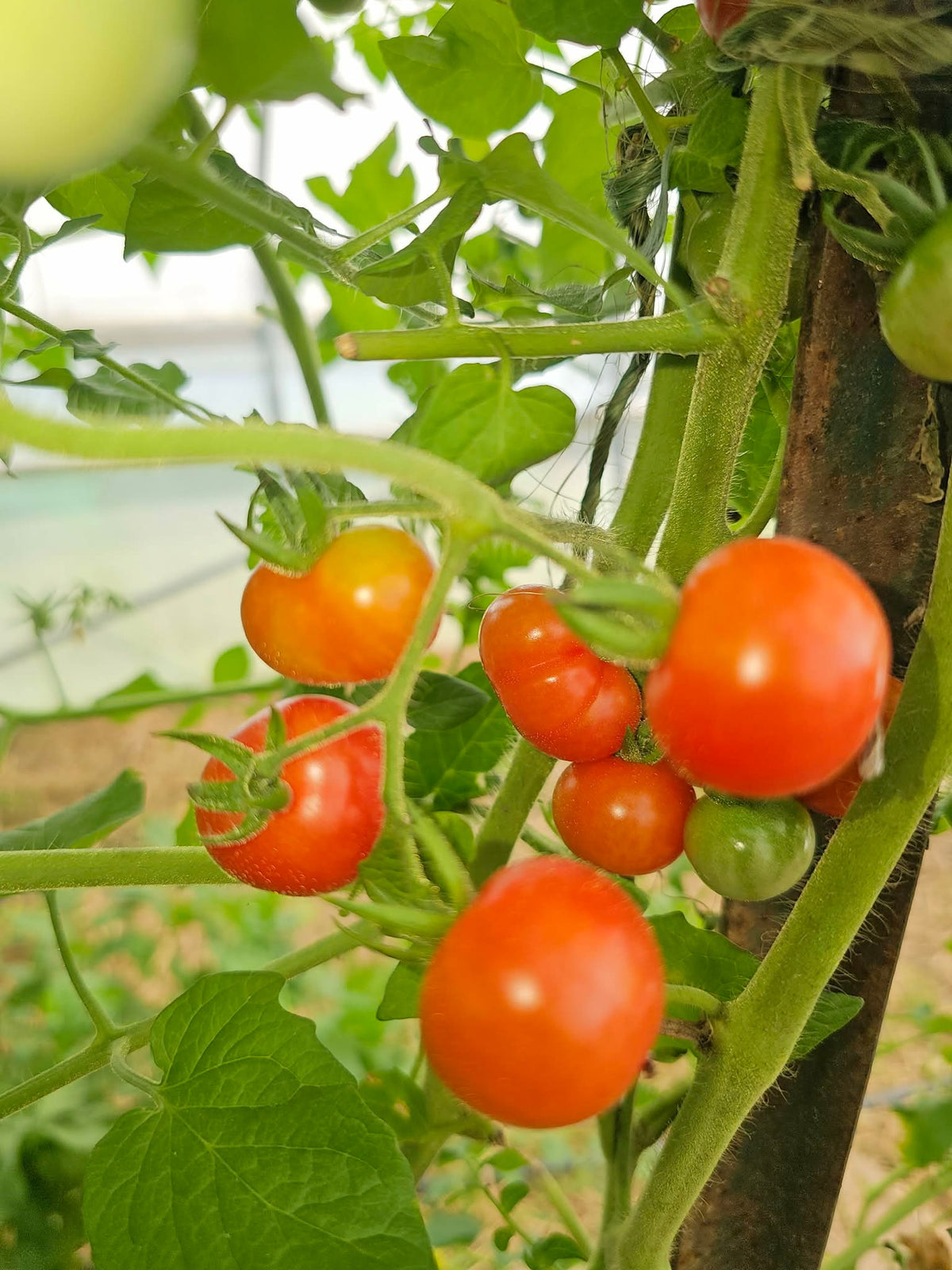 Cherry Tomatoes