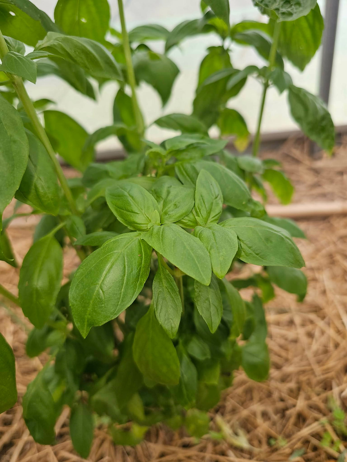 Basil