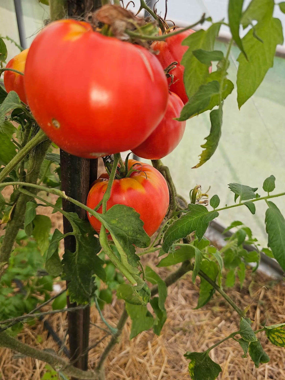 Oxheart Tomatoes