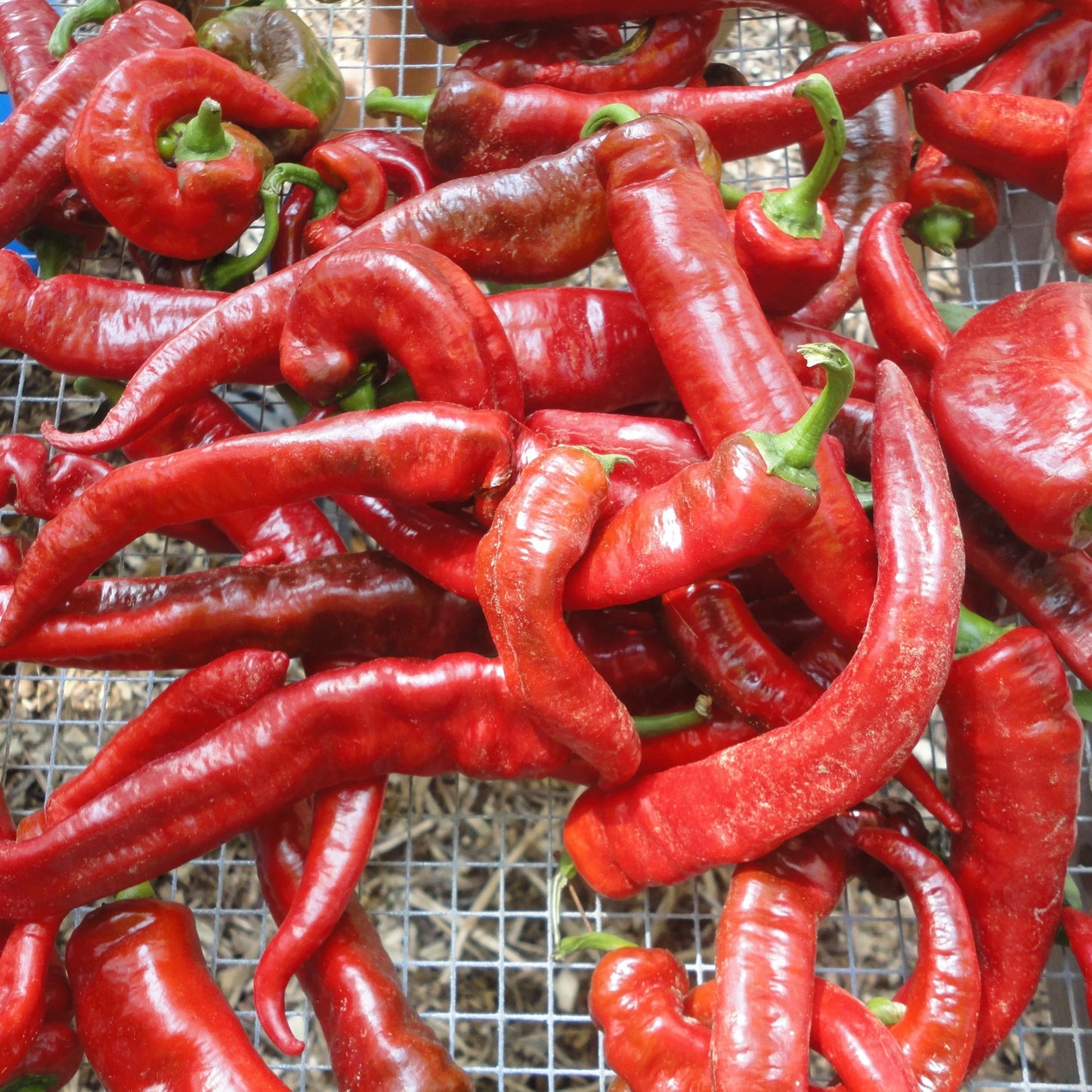 Jimmy Nardello Sweet Peppers