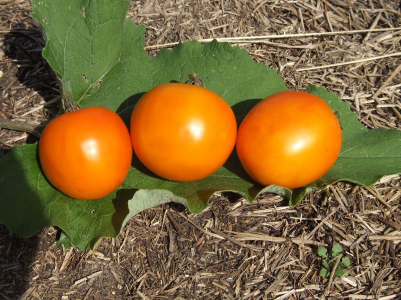 Yellow Tomato