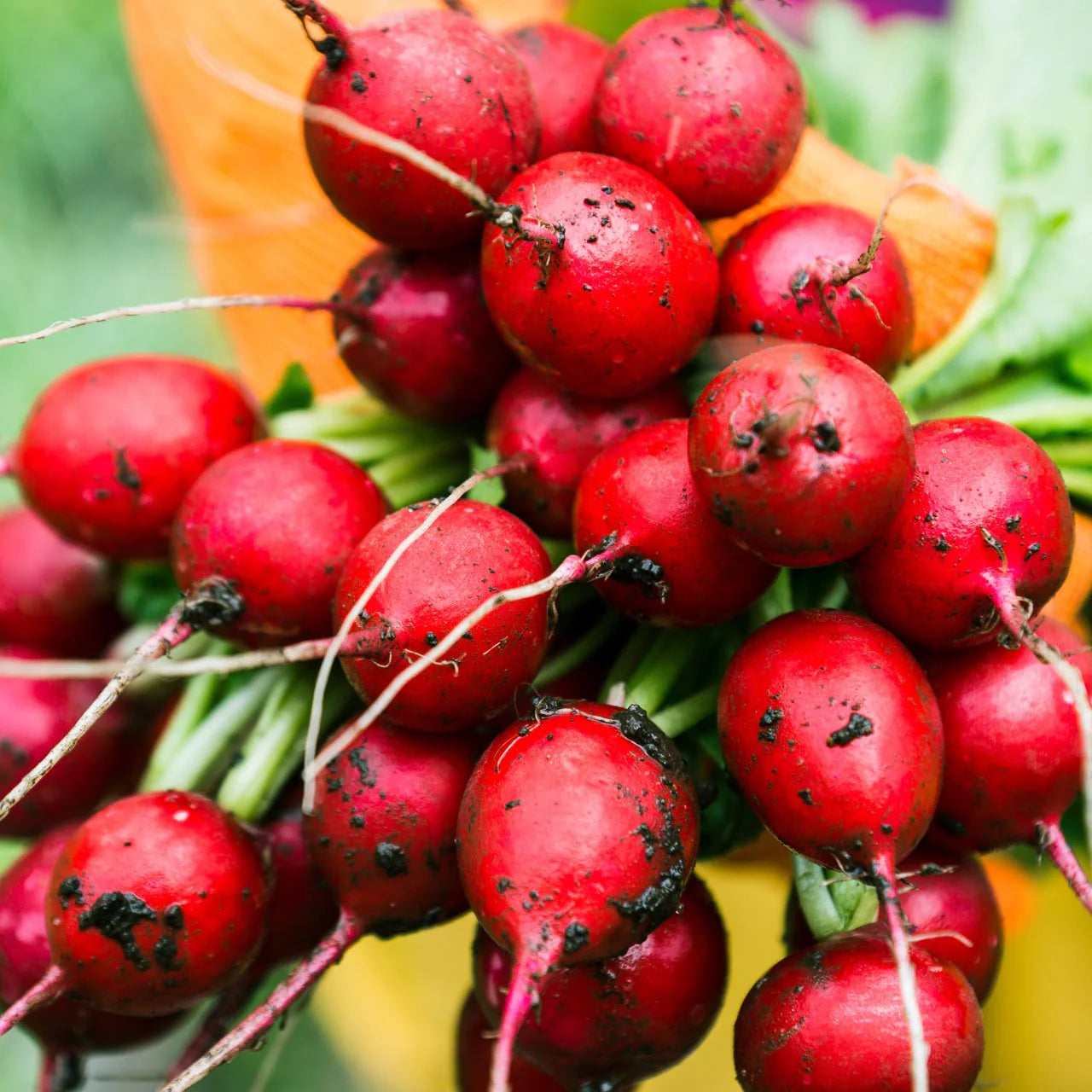 Radish