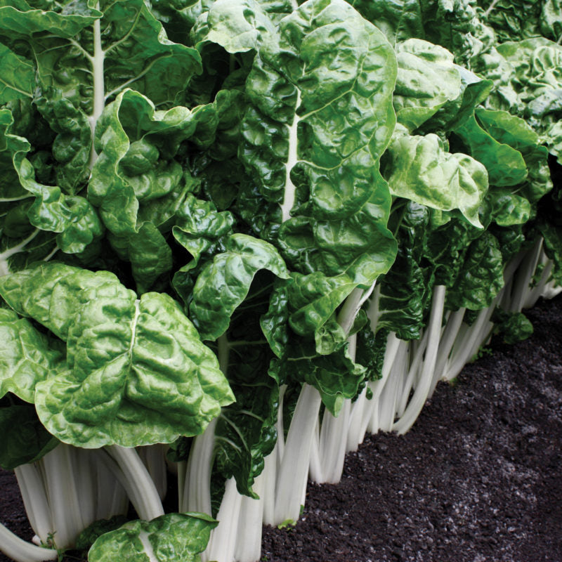 Swiss Chard