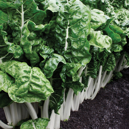 Swiss Chard