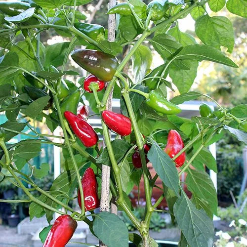 Hot Peppers