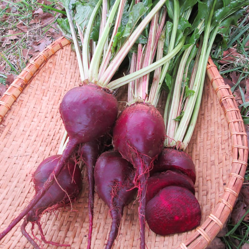 Lutz Green Leaf Beets