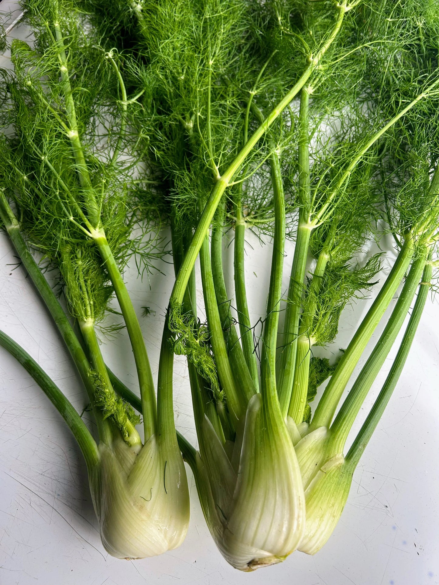 Fennel