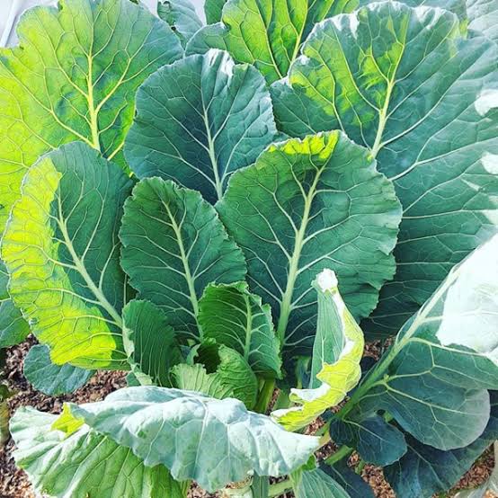 Collard Green