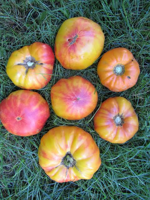 Stripe German Tomatoes