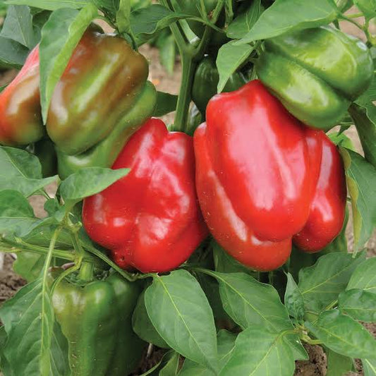 Staddon Select Peppers