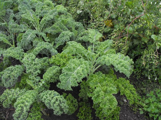 Ruffles Kale